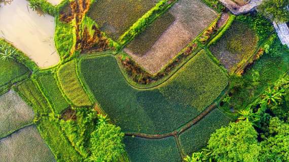 Se convoca proceso selectivo para ingresar en la Escala de Técnicos Facultativos Superiores de Organismos Autónomos del Ministerio de Agricultura, Pesca y Alimentación.